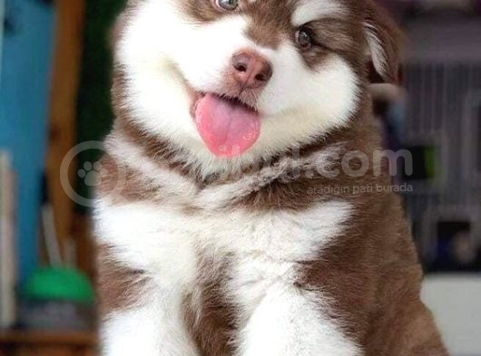 Asaletten Yıkılan Güzellikleri Göz Kamaştıran Huskyler görsel