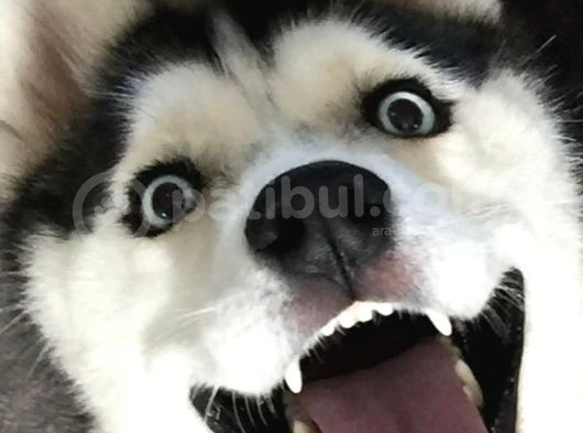Asaletten Yıkılan Güzellikleri Göz Kamaştıran Huskyler