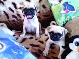 Pug Mops Bebeklerr