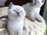 Anne altından safkan british blue point yavrular
