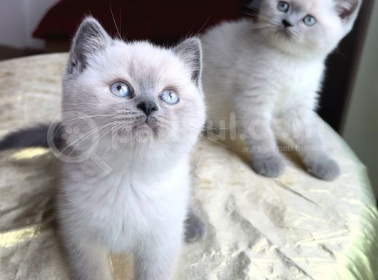 Anne Altından Safkan British Blue Point Yavrular
