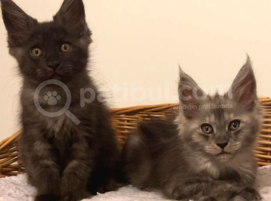 Show Class Maine Coon Türkiyede Tek Nadir Renk Rezerve Edi̇ld görsel