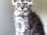 Show Class Maine Coon Türkiyede Tek Nadir Renk Rezerve Edi̇ld