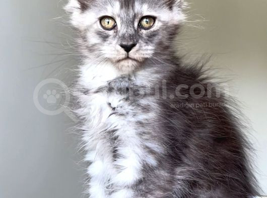 Show Class Maine Coon Türkiyede Tek Nadir Renk Rezerve Edi̇ld görsel