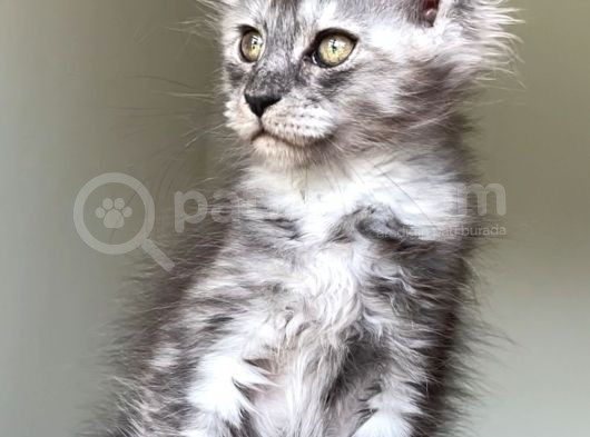 Show Class Maine Coon Türkiyede Tek Nadir Renk Rezerve Edi̇ld