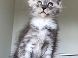 Show Class Maine Coon Türkiyede Tek Nadir Renk Rezerve Edi̇ld