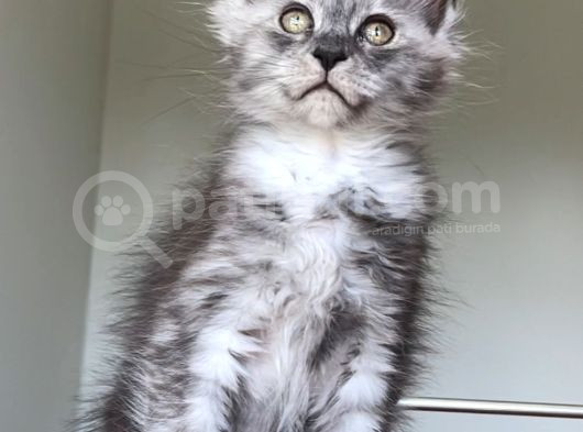 Show Class Maine Coon Türkiyede Tek Nadir Renk Rezerve Edi̇ld görsel