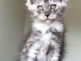 Show Class Maine Coon Türkiyede Tek Nadir Renk Rezerve Edi̇ld