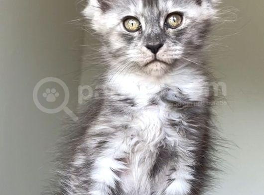 Show Class Maine Coon Türkiyede Tek Nadir Renk Rezerve Edi̇ld görsel