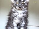 Show Class Maine Coon Türkiyede Tek Nadir Renk Rezerve Edi̇ld