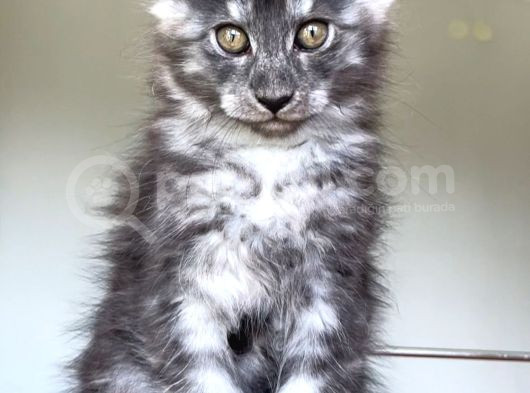 Show Class Maine Coon Türkiyede Tek Nadir Renk Rezerve Edi̇ld görsel