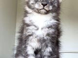 Show Class Maine Coon Türkiyede Tek Nadir Renk Rezerve Edi̇ld
