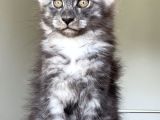 Show Class Maine Coon Türkiyede Tek Nadir Renk Rezerve Edi̇ld