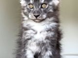 Show Class Maine Coon Türkiyede Tek Nadir Renk Rezerve Edi̇ld