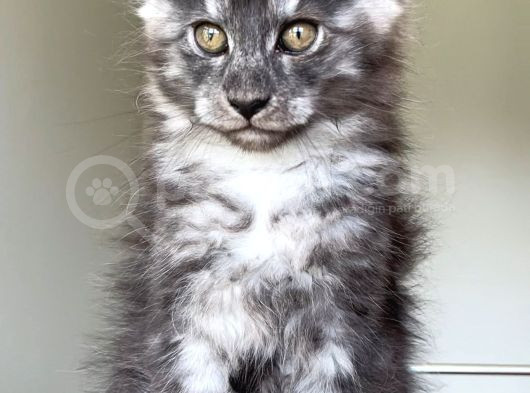 Show Class Maine Coon Türkiyede Tek Nadir Renk Rezerve Edi̇ld görsel