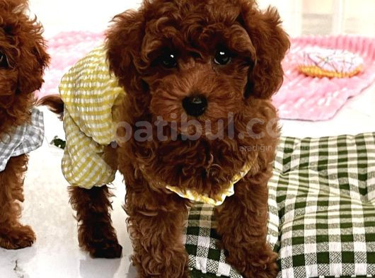 Hayatinizin Yeni̇ Üyesi̇ Toy Poodle Bebekler
