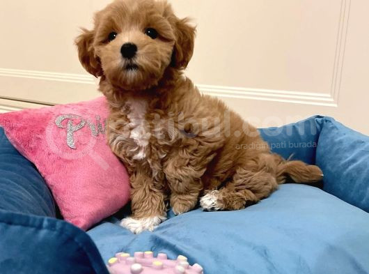 Muhteşem Kali̇tede Malti̇poo Yavrulari görsel