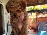 Orijinal Teacup Red Erkek Poodle