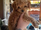Orijinal Teacup Red Erkek Poodle