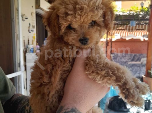 Orijinal Teacup Red Erkek Poodle görsel