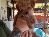 Orijinal Teacup Red Erkek Poodle