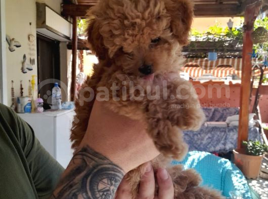 Orijinal Teacup Red Erkek Poodle görsel
