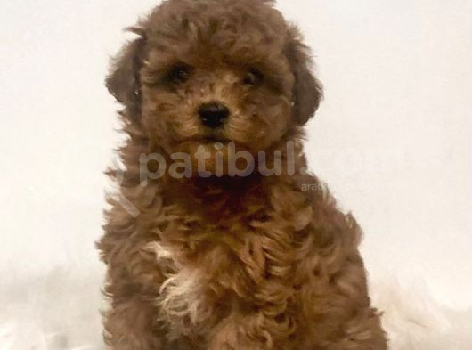 Kıpkırmızı Red Tooy Poodle Sevimli Yavrular 