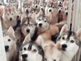 Asaletten Yıkılan Güzellikleri Göz Kamaştıran Huskyler