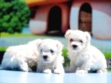 Maltese Terri̇er Yavrusu
