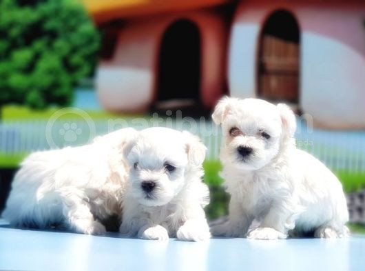 Maltese Terri̇er Yavrusu görsel