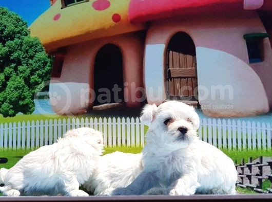 Maltese Terri̇er Yavrusu görsel