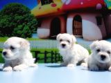 Maltese Terri̇er Yavrusu