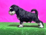 Schnauzer Yavru