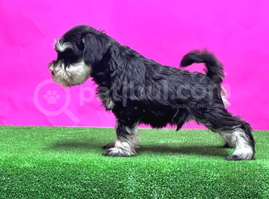Schnauzer Yavru görsel