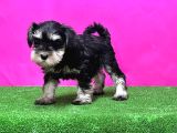Schnauzer Yavru