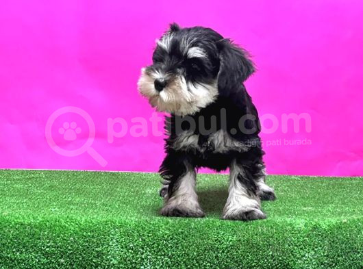 Schnauzer Yavru görsel
