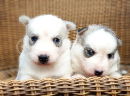 Husky Sibirya Kurdu Yavru görsel