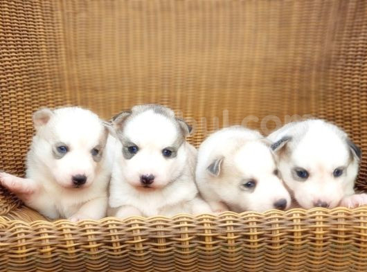 Husky Sibirya Kurdu Yavru görsel
