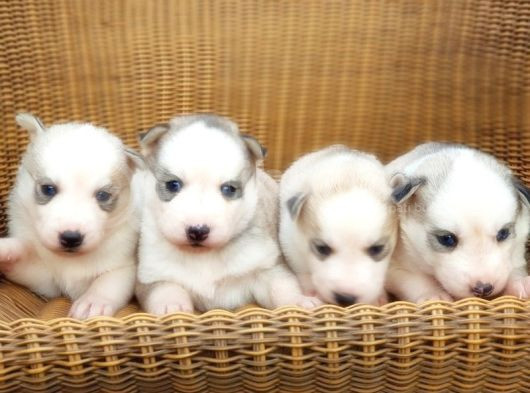 Husky Sibirya Kurdu Yavru görsel