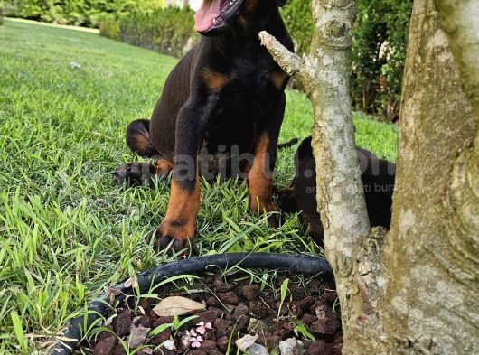 Doberman Yavruları görsel