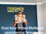 MALTİPOO YAVRULARIMIZI ANKARA MAGAZAMIZDA CANLI GÖRÜN