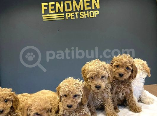 Toy Poodle Yavrularimizi Mağazamizda Canli Görün Ankara görsel