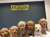 TOY POODLE YAVRULARIMIZI MAĞAZAMIZDA CANLI GÖRÜN ANKARA