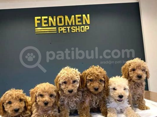 Toy Poodle Yavrularimizi Mağazamizda Canli Görün Ankara