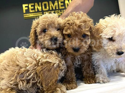 Toy Poodle Yavrularimizi Mağazamizda Canli Görün Ankara görsel
