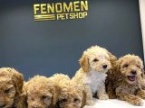 Toy Poodle Yavrularimizi Mağazamizda Canli Görün Ankara