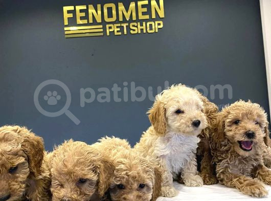 Toy Poodle Yavrularimizi Mağazamizda Canli Görün Ankara görsel