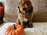 Ev Ortamından Red Toy Poodle Yavrular
