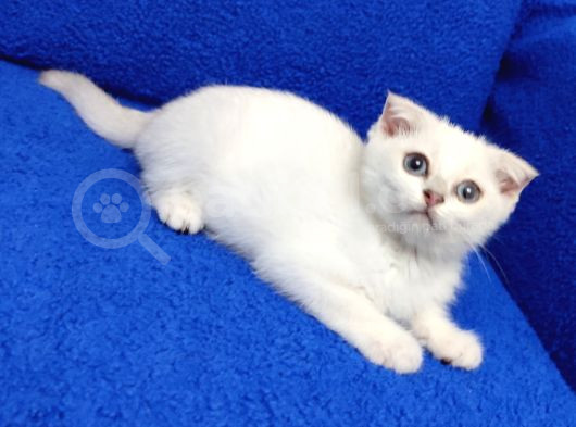 Tesli̇me Hazir Scotti̇sh Fold Si̇lver görsel