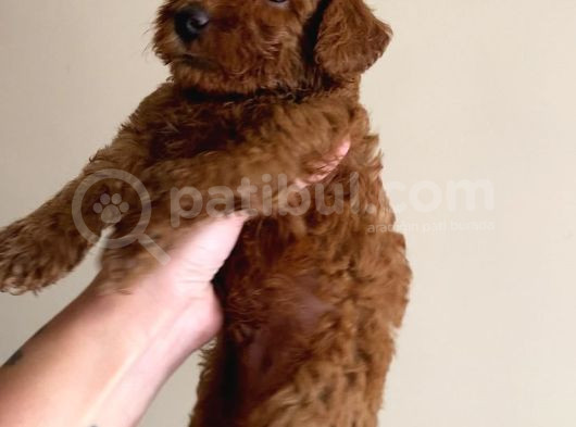 Korekan Red Bro Poodle görsel